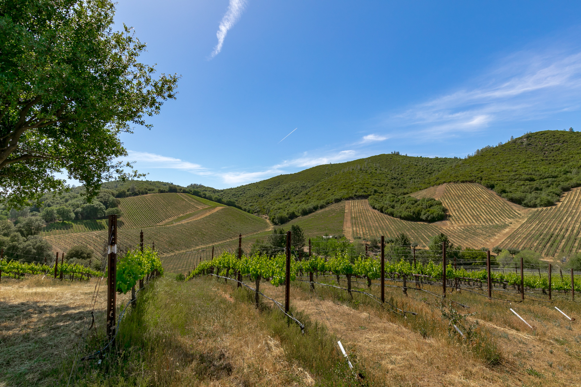 Premium Vineyard and Winery Sierra Foothills Calaveras County