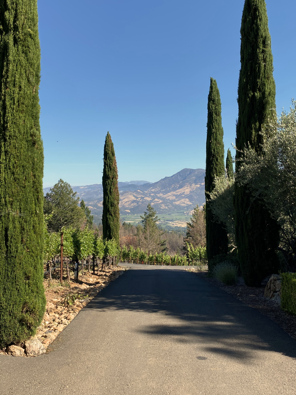 Exquisite Napa Valley Vineyard Estate
