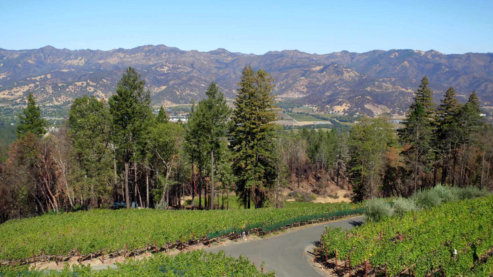 Exquisite Napa Valley Vineyard Estate