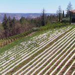 cabernet-sauvignon-vineyard-diamond-mountain-ava-napa-valley