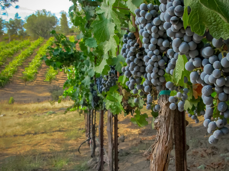 wine grapes napa and sonoma real estate