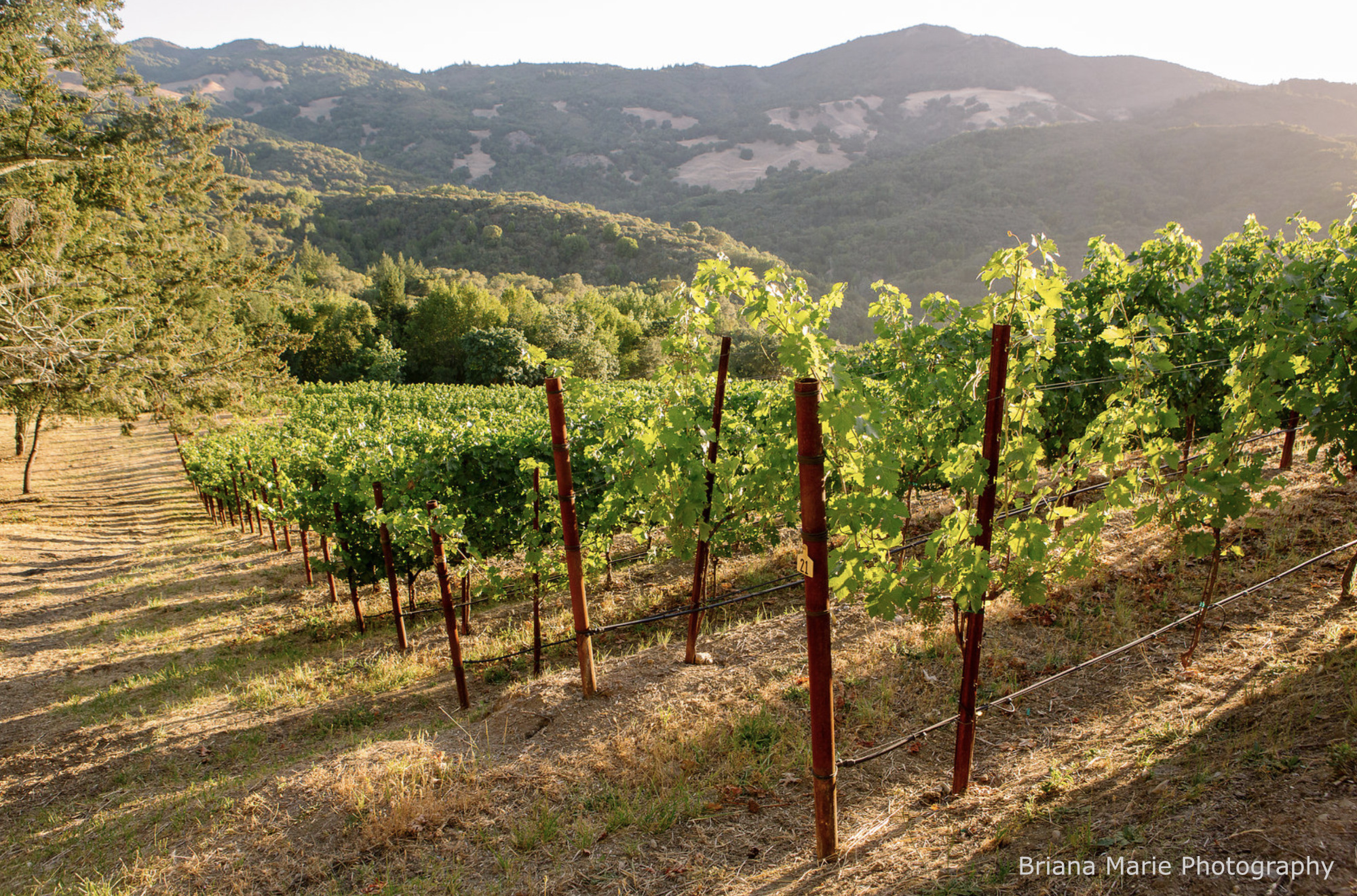 winemakers vineyard Napa Valley