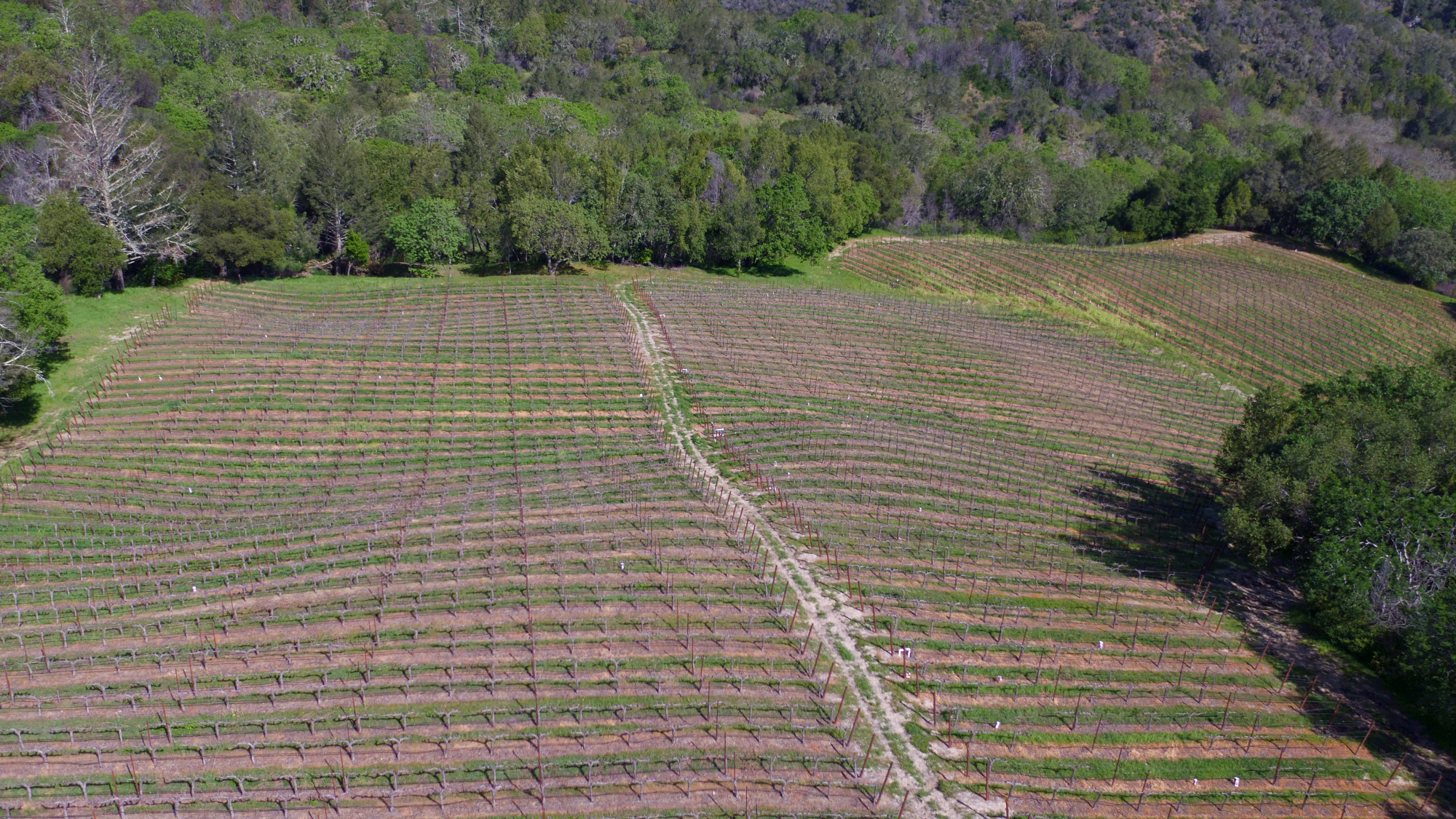 winemakers vineyard Napa Valley