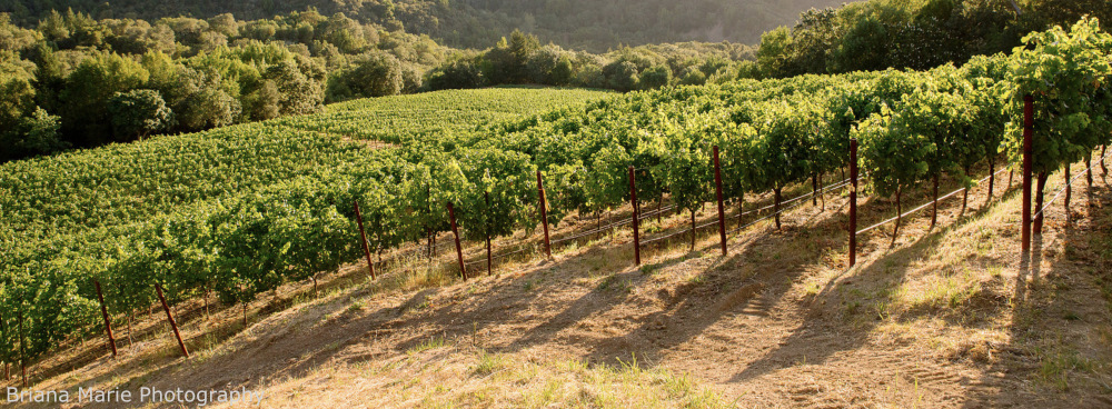 Winemakers Cabernet Sauvignon Vineyard Napa Valley