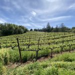 hillside-cabernet-sauvingon-vineyard-napa-valley
