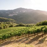 hillside-vineyard-morning-sun-napa-valley