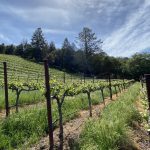 hillside-vineyard-mount-veeder-ava-napa-valley