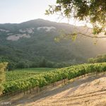 morning-sun-vineyard-napa-valley