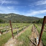 vineyard-row-maycamas-mountains