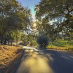 tree-lined-entrance-to-winery