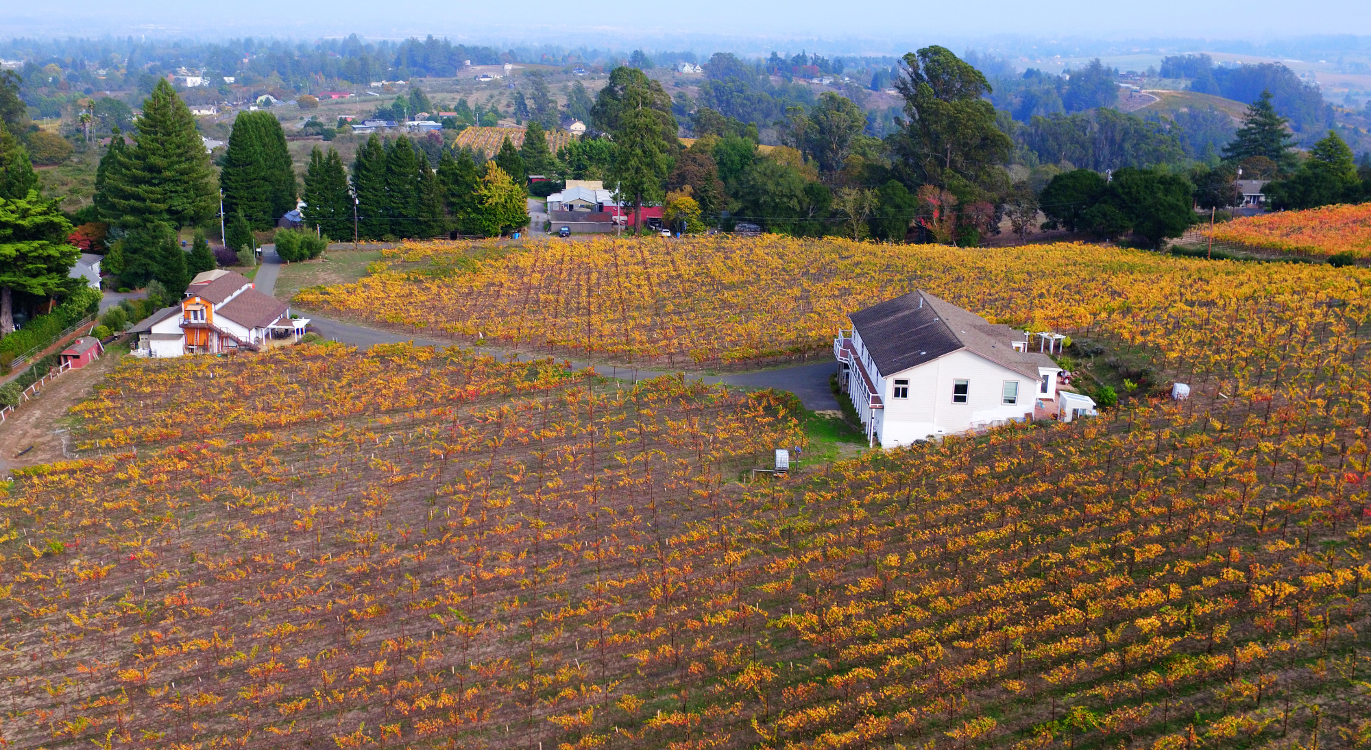 Sebastopol Hills Biodynamic Pinot Noir Vineyard Estate