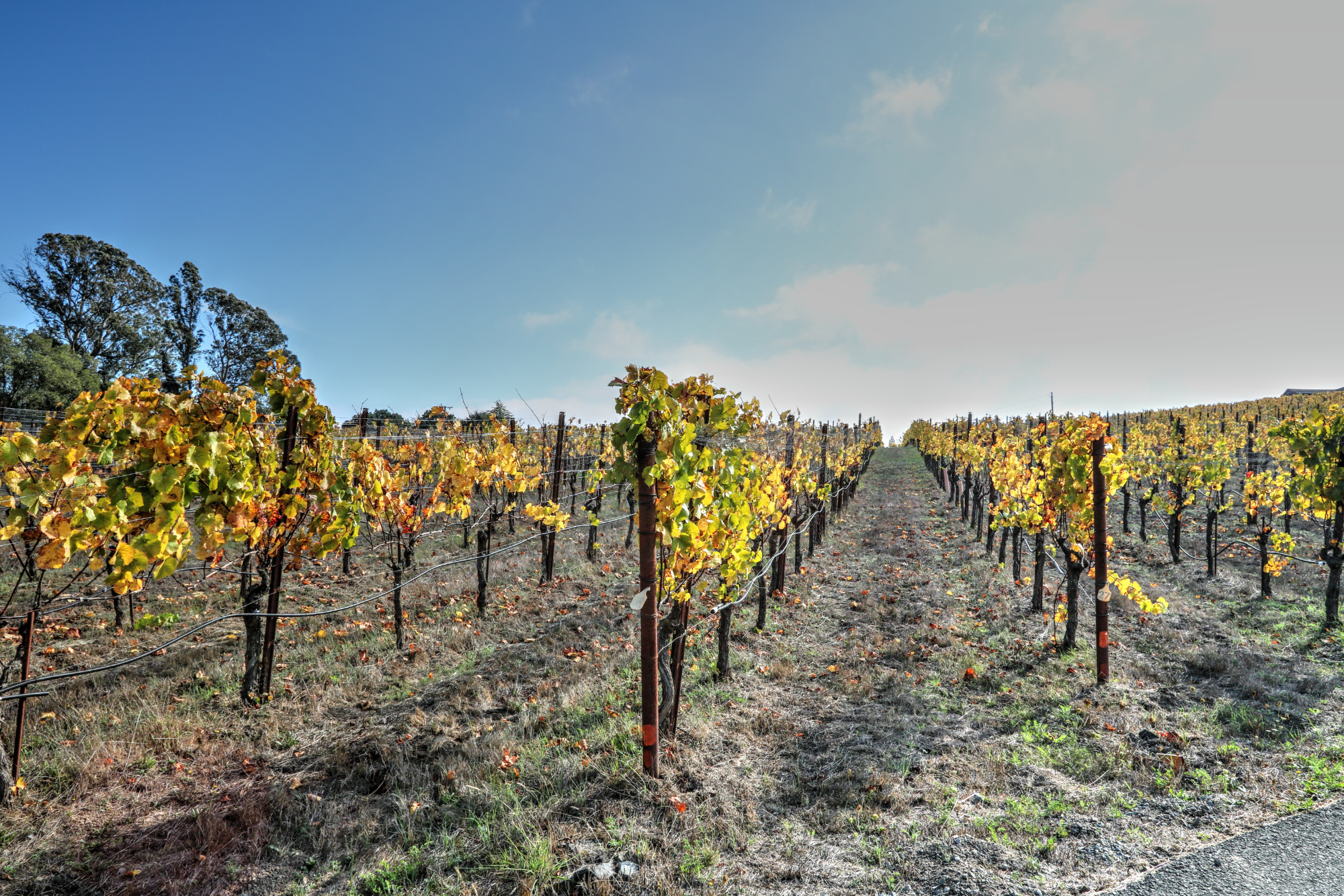 Sebastopol Hills Biodynamic Pinot Noir Vineyard Estate