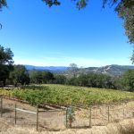 cabernet sauvignon vineyard Napa Valley AVA