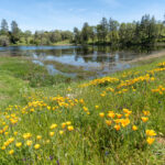 Vineyard ranch for sale Amador county