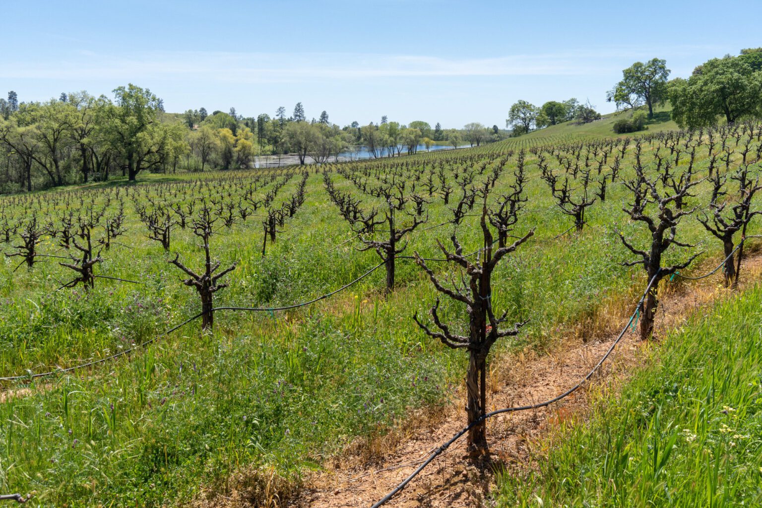bell road vineyard for sale amador county Vintroux