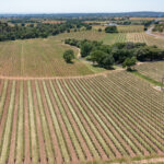 Shenandoah Valley Vineyard for sale