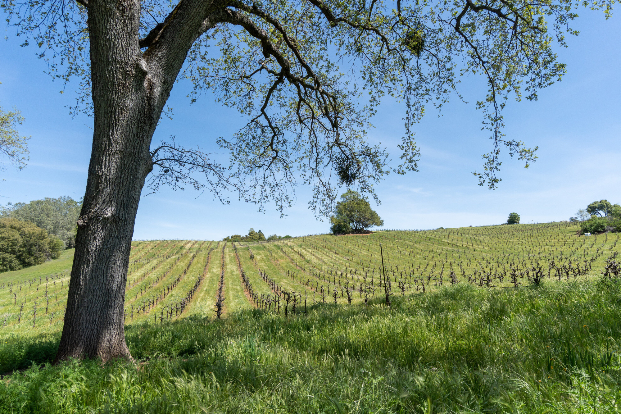 Vineyard ranch for sale Amador county