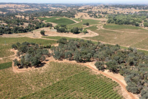 Vineyard for sale Sierra Foothills California