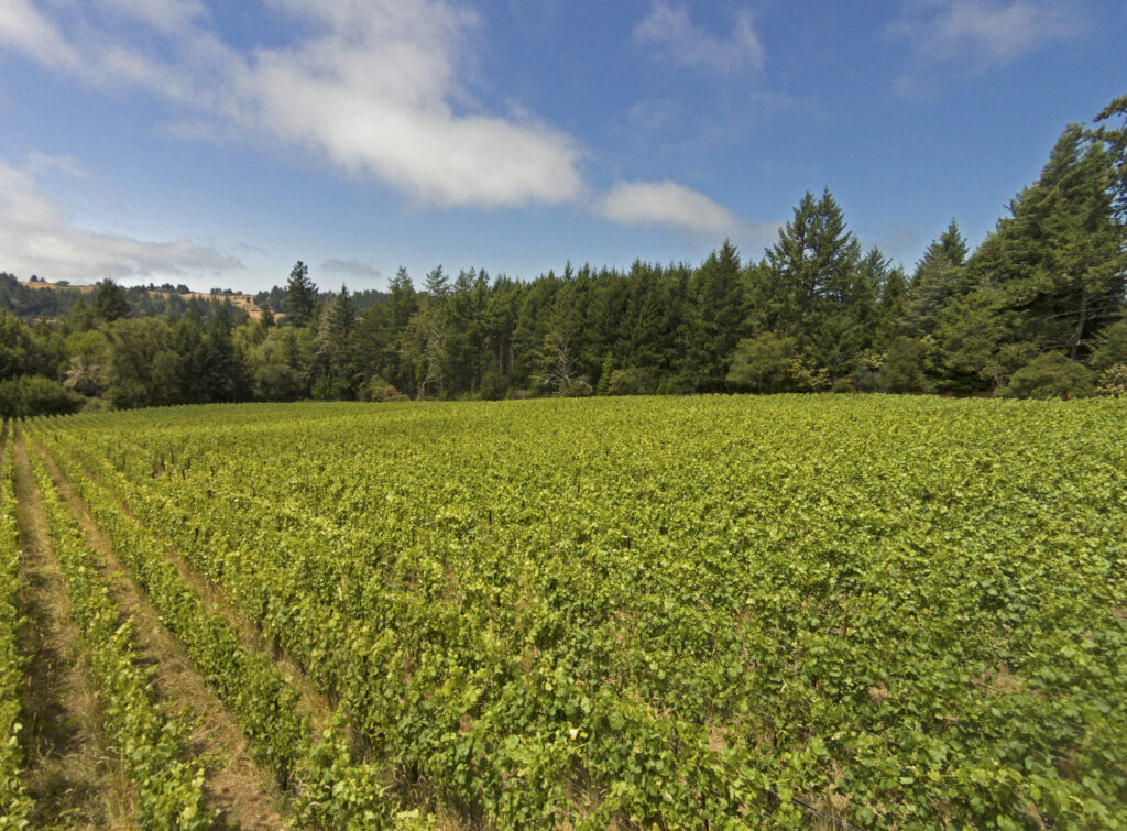 Fort Ross Seaview Vineyards For Sale