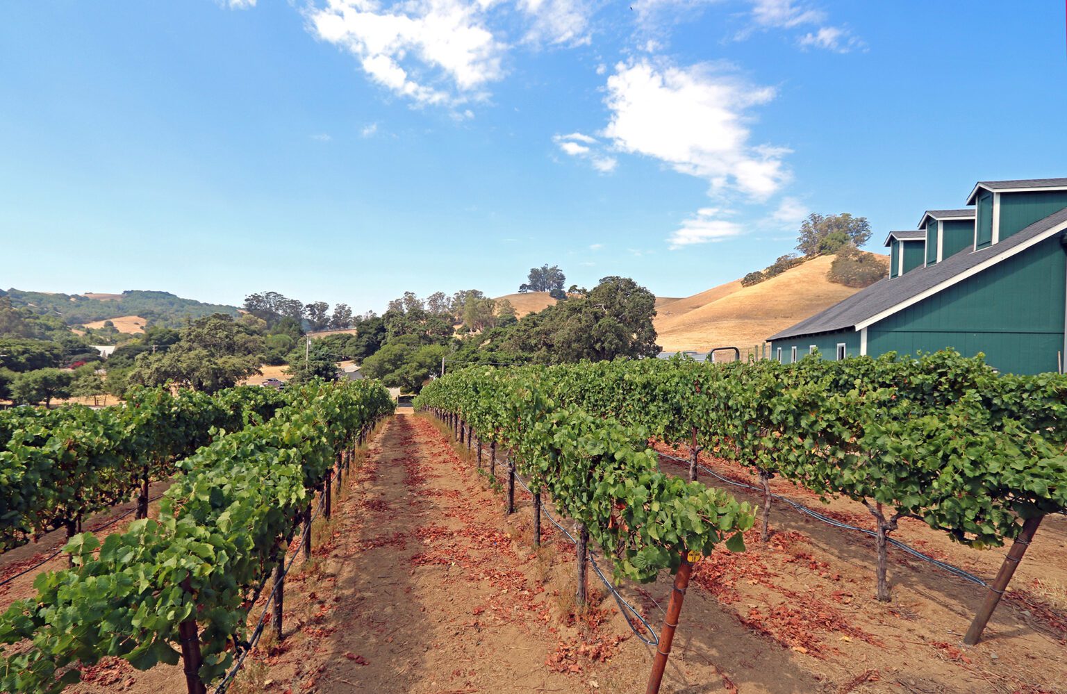 Chalk Hill Vineyards for sale Vintroux