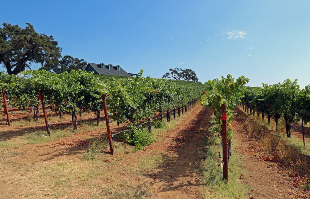 Sonoma Mountain Vineyards For Sale