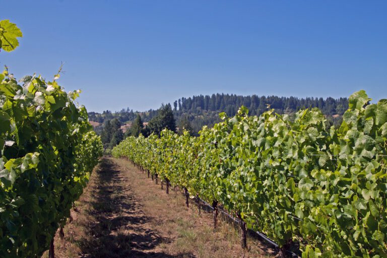 West Sonoma Coast Vineyards For Sale Vintroux