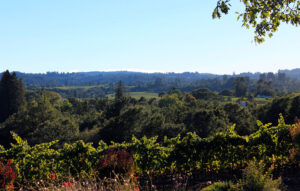 Green Valley Vineyards For Sale
