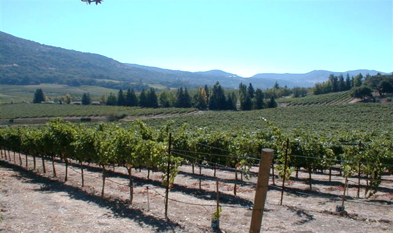 Coombsville Vineyards For Sale