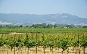 Sonoma Valley Vineyards For Sale