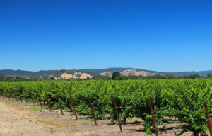 Calistoga Vineyards For Sale
