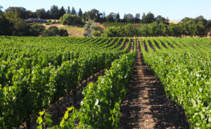 Middle Reach vineyards for sale
