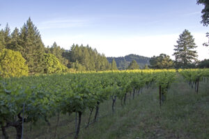 Spring Mountain Vineyards For Sale