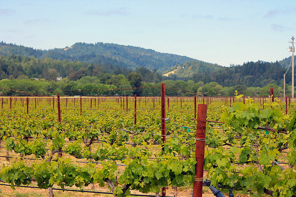 Knights Valley Vineyards For Sale