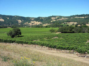 Bennett Valley Vineyards For Sale
