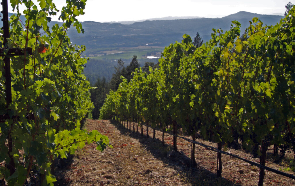 Moon Mountain Vineyards For Sale