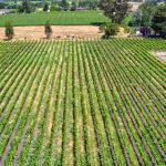 pinot-noir-vineyard-sonoma-coast-AVA