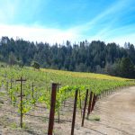 cabernet sauvignon vineyard diamond mountain napa valley