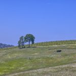 View Estate Setting Among Premier Vineyard