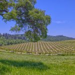View Estate Setting Among Premier Vineyard