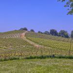 View Estate Setting Among Premier Vineyard