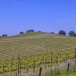 View Estate Setting Among Premier Vineyard
