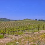 View Estate Setting Among Premier Vineyard