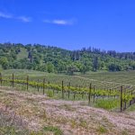 View Estate Setting Among Premier Vineyard