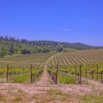 View Estate Setting Among Premier Vineyard