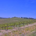 View Estate Setting Among Premier Vineyard