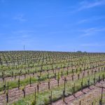 Premium Vineyard in Wine Country Setting For Sale