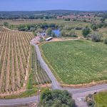 Premium Vineyard in Wine Country Setting For Sale