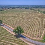 Premium Vineyard in Wine Country Setting For Sale