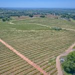 Premium Vineyard in Wine Country Setting For Sale