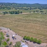 Premium Vineyard in Wine Country Setting For Sale